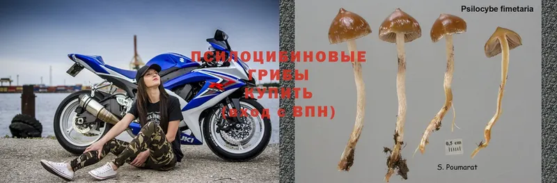 Галлюциногенные грибы Psilocybine cubensis  Карабаш 